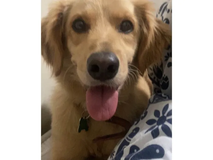 Cachorro ra a Vira lata idade 3 anos nome Ziggy 