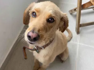 Cachorro raça Vira lata idade 3 anos nome Ziggy 