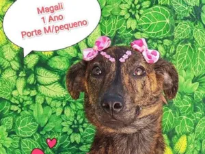Cachorro raça  idade 1 ano nome Magali