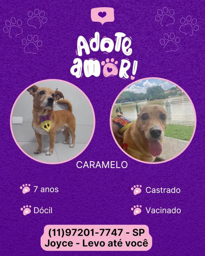 Cachorro ra a SRD-ViraLata idade 4 anos nome Caramelo 