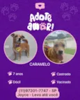 Caramelo