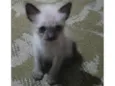Gatinhos