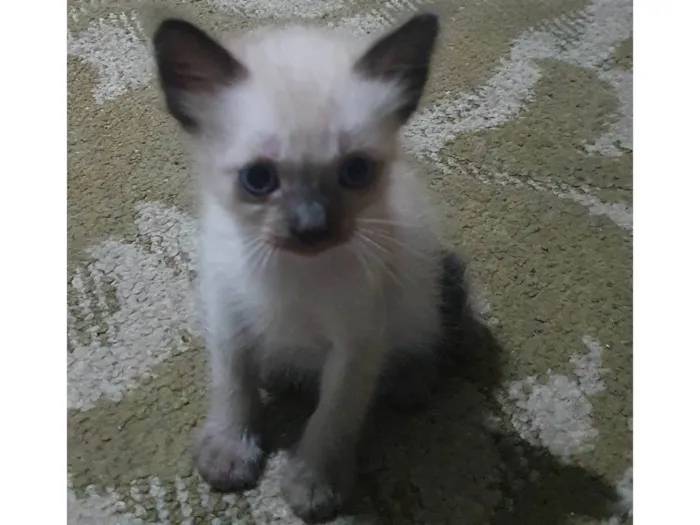 Gato ra a Felina idade 2 a 6 meses nome Gatinhos