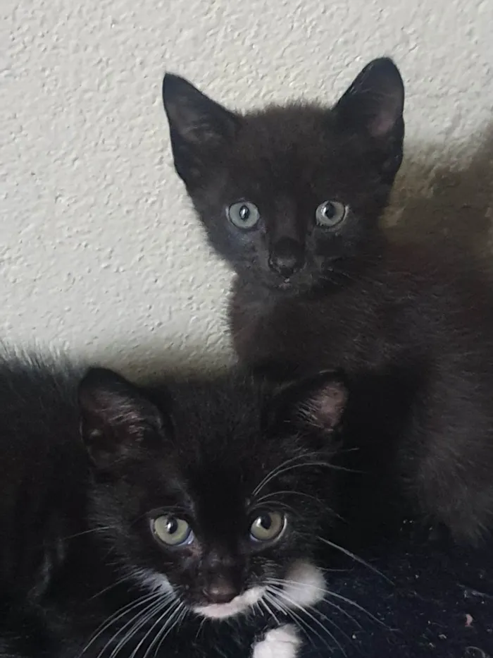 Gato ra a Felina idade 2 a 6 meses nome Gatinhos