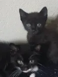 Gatinhos