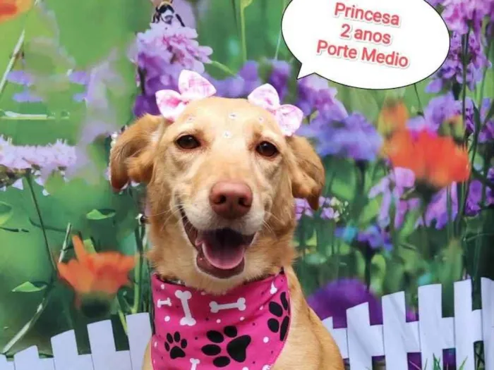 Cachorro ra a  idade 4 anos nome Princesa