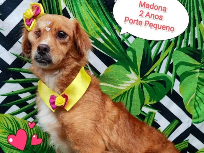 Cachorro ra a  idade 3 anos nome Madona