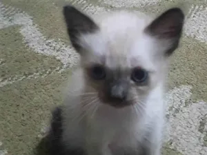 Gato raça Felina idade 2 a 6 meses nome Gatinhos