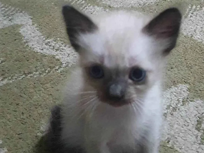 Gato ra a Felina idade 2 a 6 meses nome Gatinhos