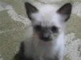Gatinhos