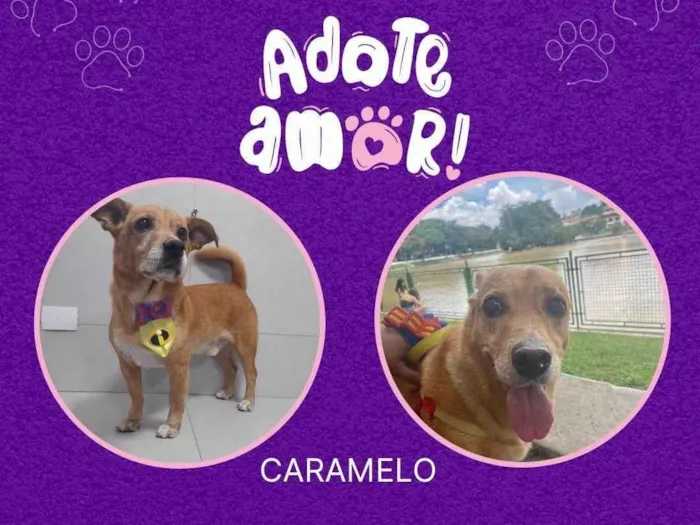 Cachorro ra a SRD-ViraLata idade 4 anos nome Caramelo 