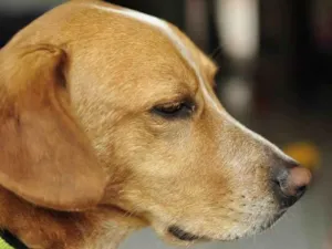 Cachorro raça SRD-ViraLata idade 6 ou mais anos nome GRATIFICA - GUERREIRO