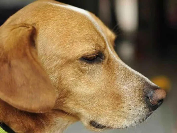 Cachorro ra a SRD-ViraLata idade 6 ou mais anos nome GRATIFICA - GUERREIRO