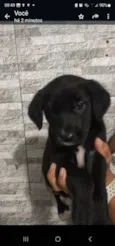 Filhotes para adoção