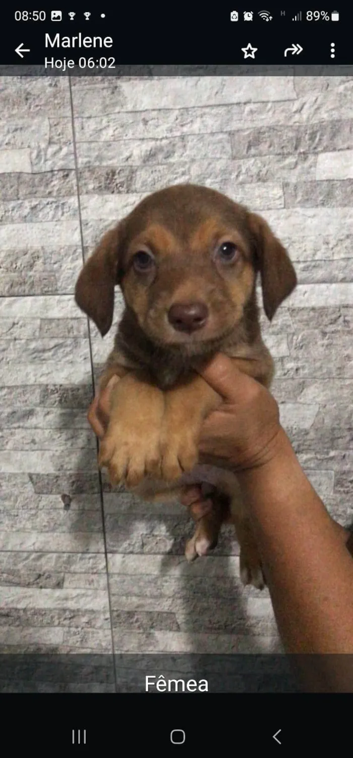 Cachorro ra a SRD idade Abaixo de 2 meses nome Filhotes para adoção 