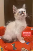 Filhotes de gatinhos para adoção 