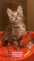 Filhotes de gatinhos para adoção 