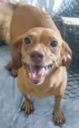 Paçoca 