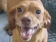 Paçoca 