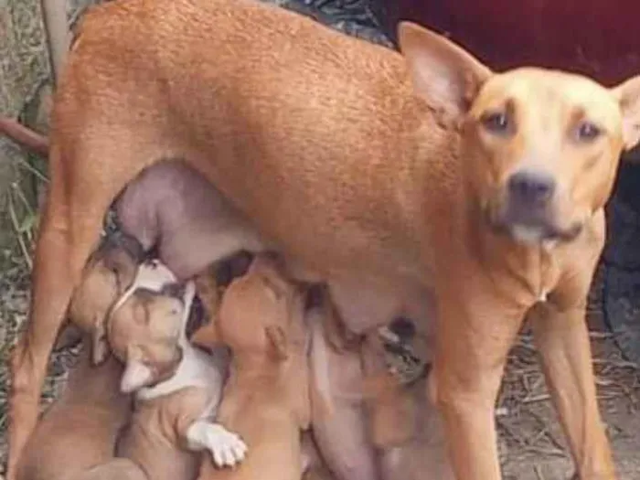 Cachorro ra a Labrador idade 2 a 6 meses nome Mistura de labrador com Pitbull 
