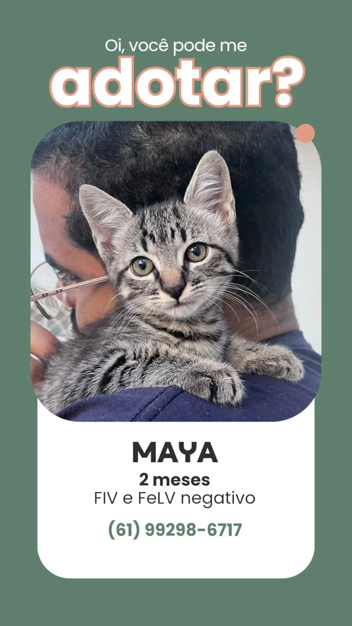 Gato ra a SRD idade 2 a 6 meses nome Teca e Maya
