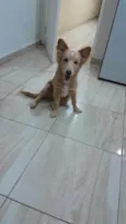 Chico