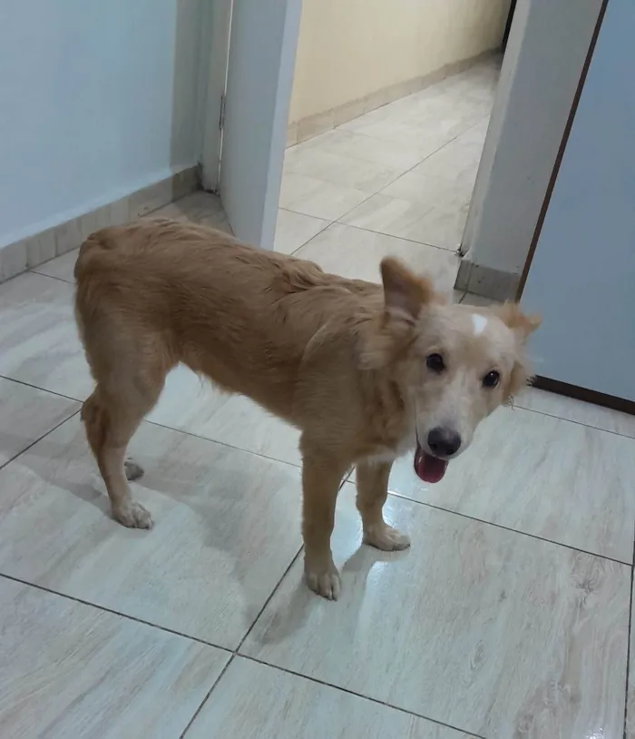 Cachorro ra a  idade 2 a 6 meses nome Chico