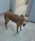 Chico