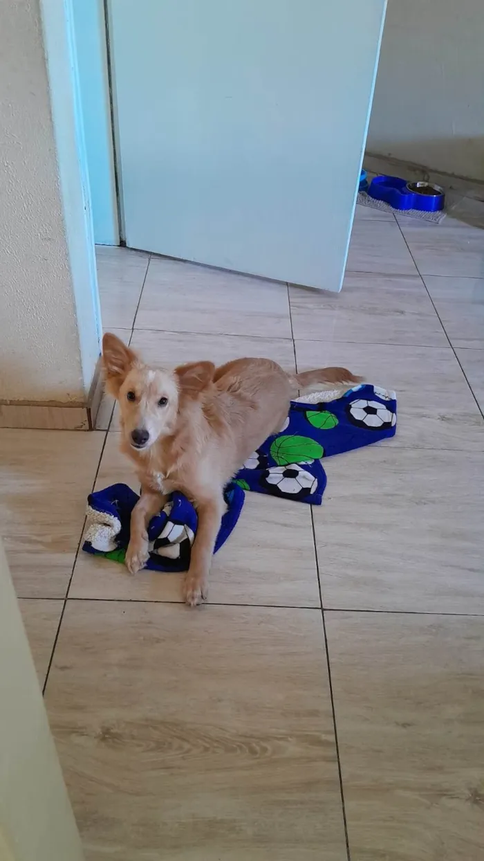 Cachorro ra a  idade 2 a 6 meses nome Chico