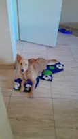 Chico