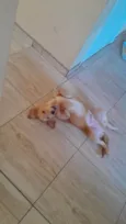 Chico