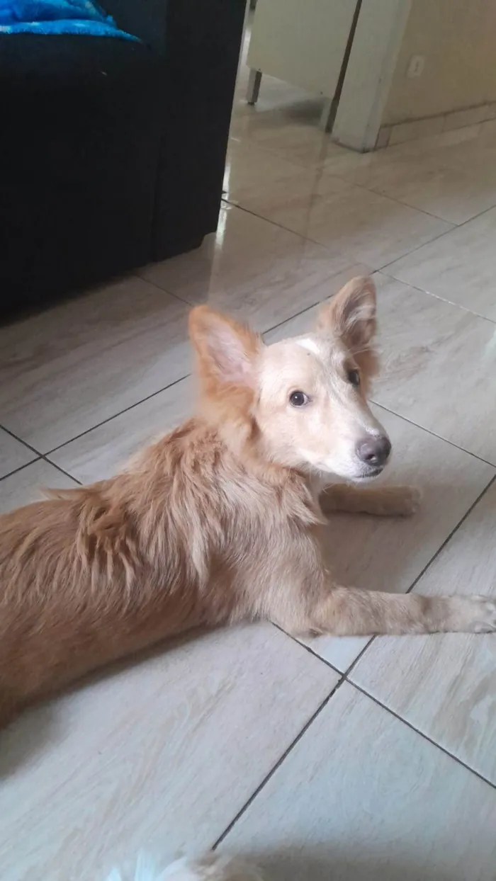 Cachorro ra a  idade 2 a 6 meses nome Chico