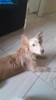 Chico