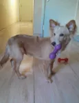 Chico