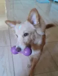 Chico