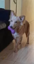 Chico