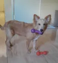 Chico