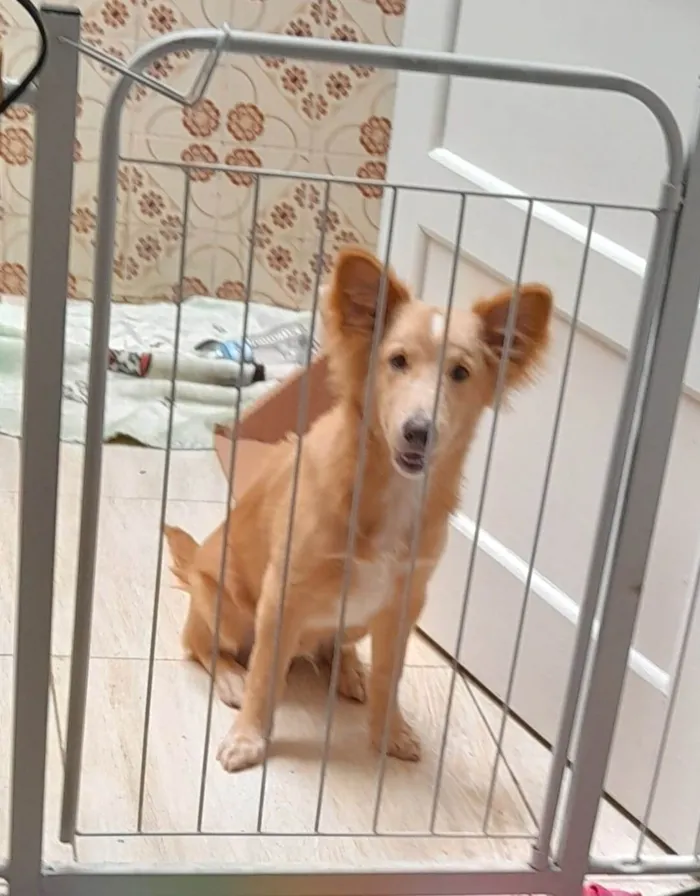 Cachorro ra a  idade 2 a 6 meses nome Chico
