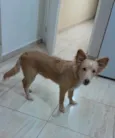 Chico