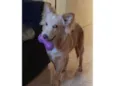 Chico