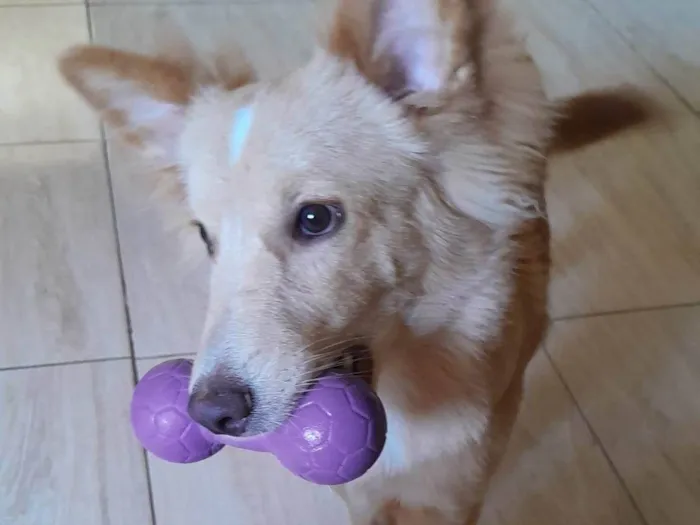 Cachorro ra a  idade 2 a 6 meses nome Chico