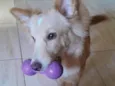 Chico