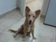 Chico