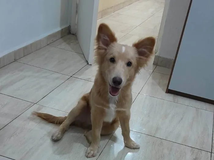 Cachorro ra a  idade 2 a 6 meses nome Chico