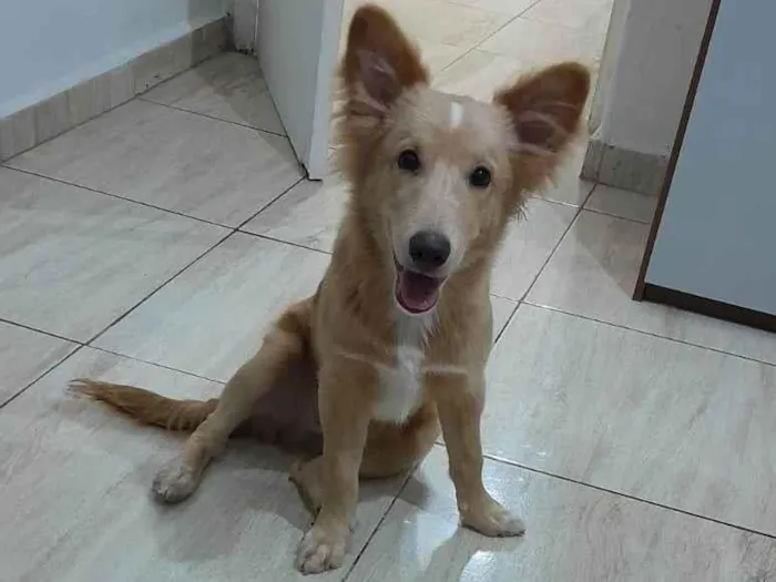 Cachorro ra a  idade 2 a 6 meses nome Chico