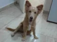 Chico