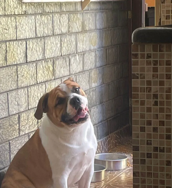Cachorro ra a SRD-ViraLata idade 7 a 11 meses nome Thor