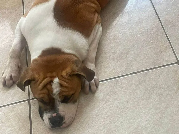 Cachorro ra a SRD-ViraLata idade 7 a 11 meses nome Thor
