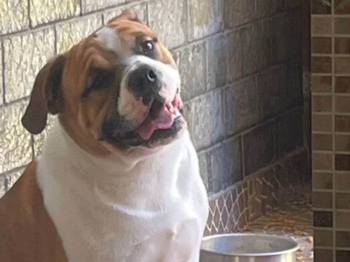 Cachorro ra a SRD-ViraLata idade 7 a 11 meses nome Thor