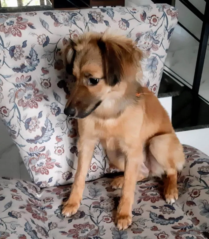 Cachorro ra a SRD-ViraLata idade 7 a 11 meses nome Sorte 